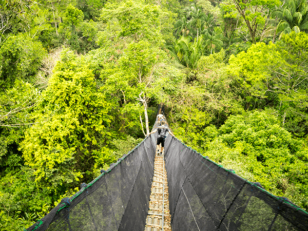 Tambopata Canopy Walkways Activity