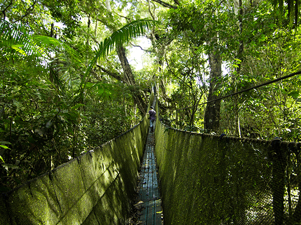 Tambopata Canopy Walkways Activity 2