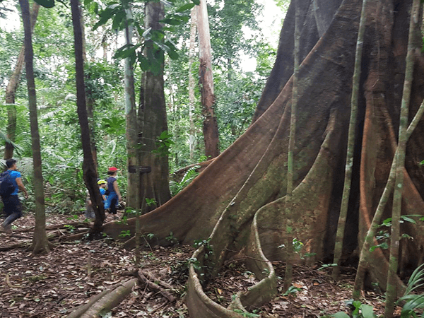 Tambopata Jungle Excursion 2